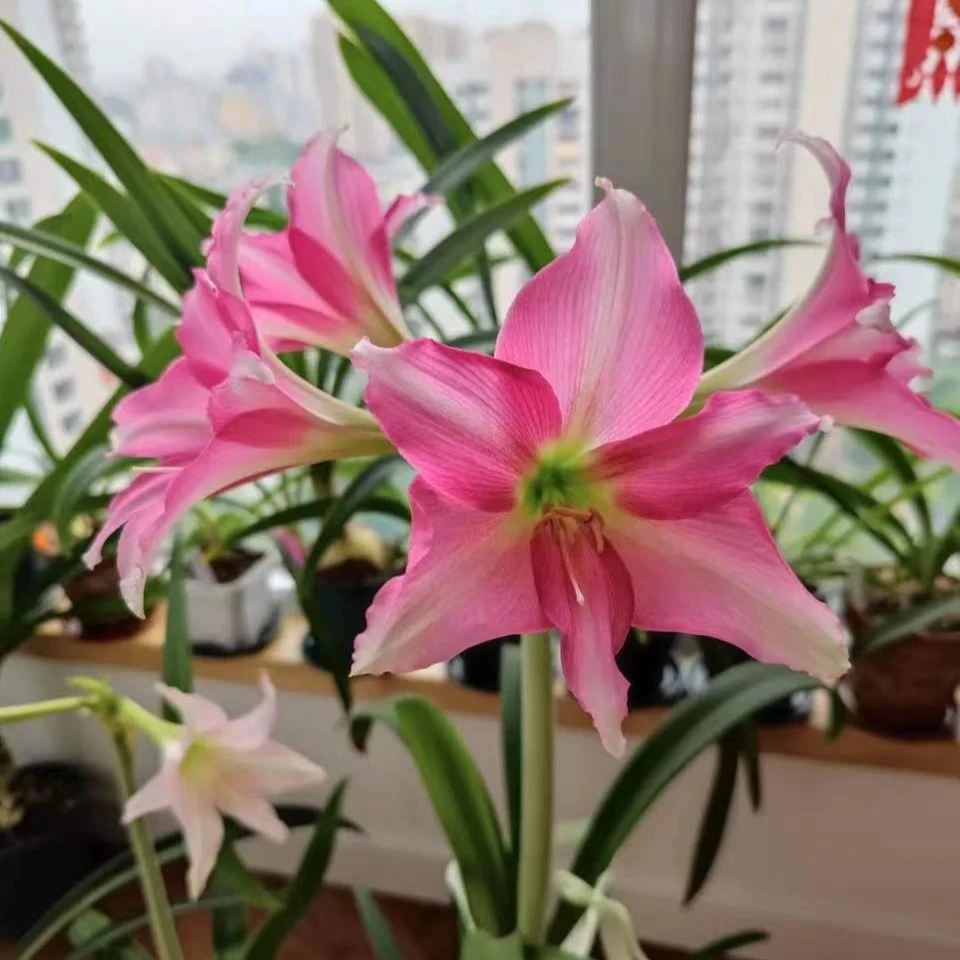日朱 （路易莎） 粉色单瓣 原生朱 一件包邮