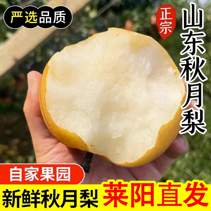 正宗山东莱阳秋月梨当季梨子新鲜水果应季时令水果3斤整箱批发