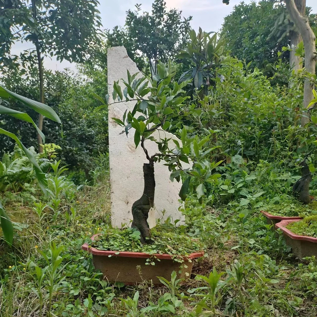 金弹子带香味的观果植物