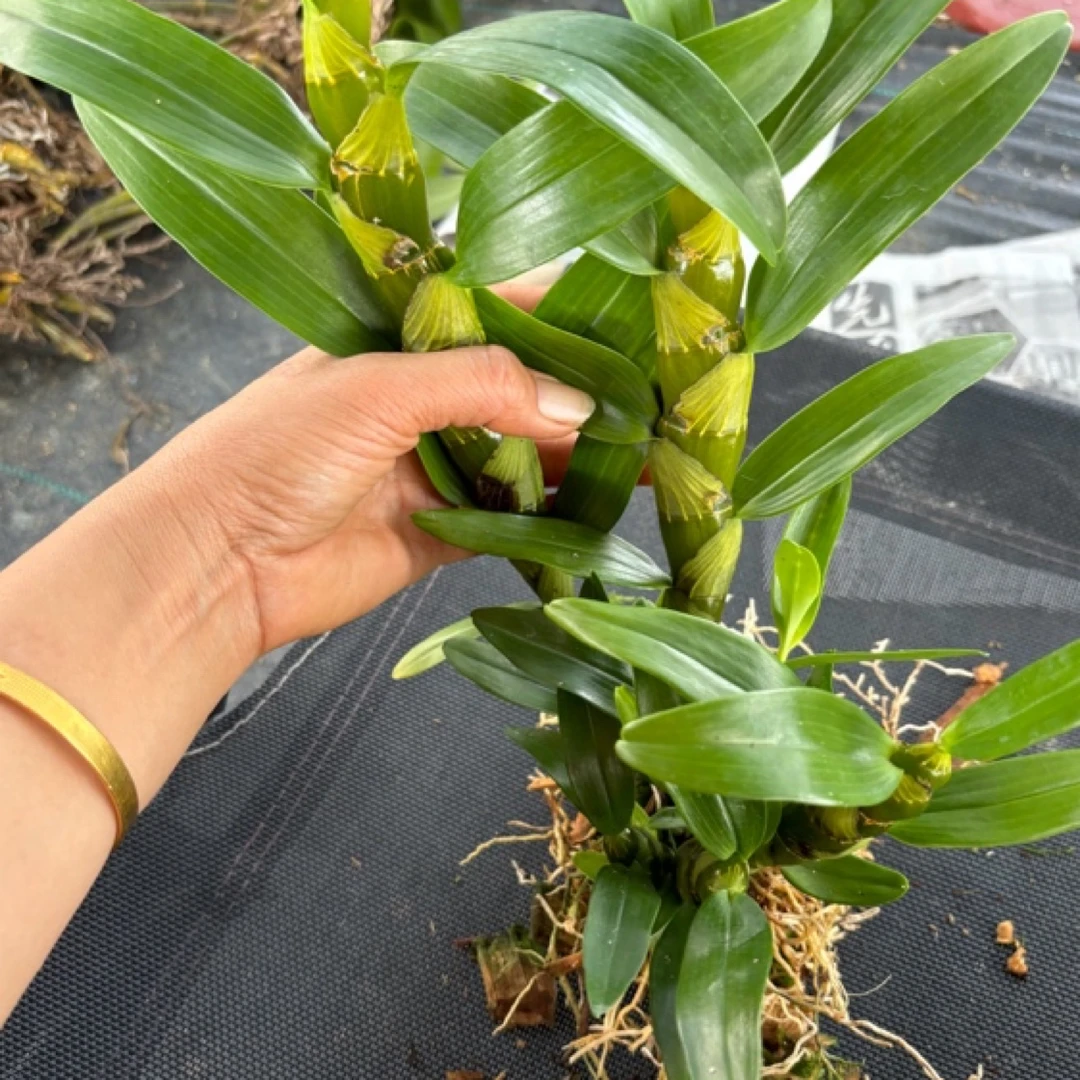 缅甸金钗姨妈金钗实生苗