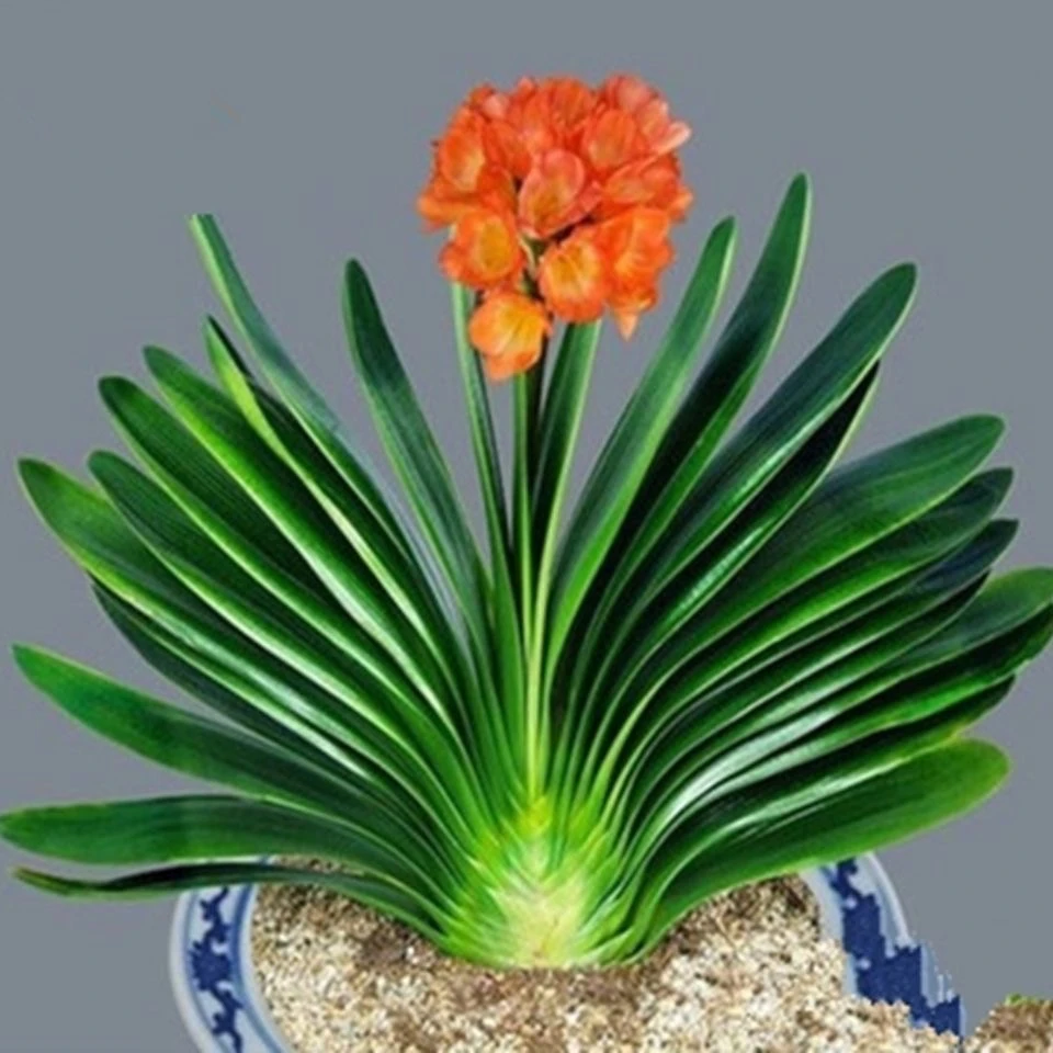 【臻品君子兰15叶大苗】精品君子兰盆栽室内绿植君子兰四季常青植物