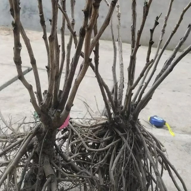 多年生大棵牡丹 重瓣大花（下单先发包肥料，秋天发苗）