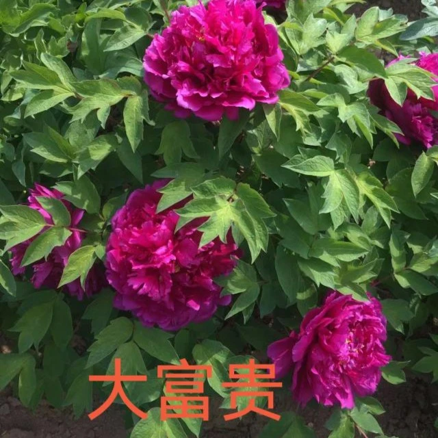 精品国产 重瓣牡丹 四年原颗苗 下单先发包肥料