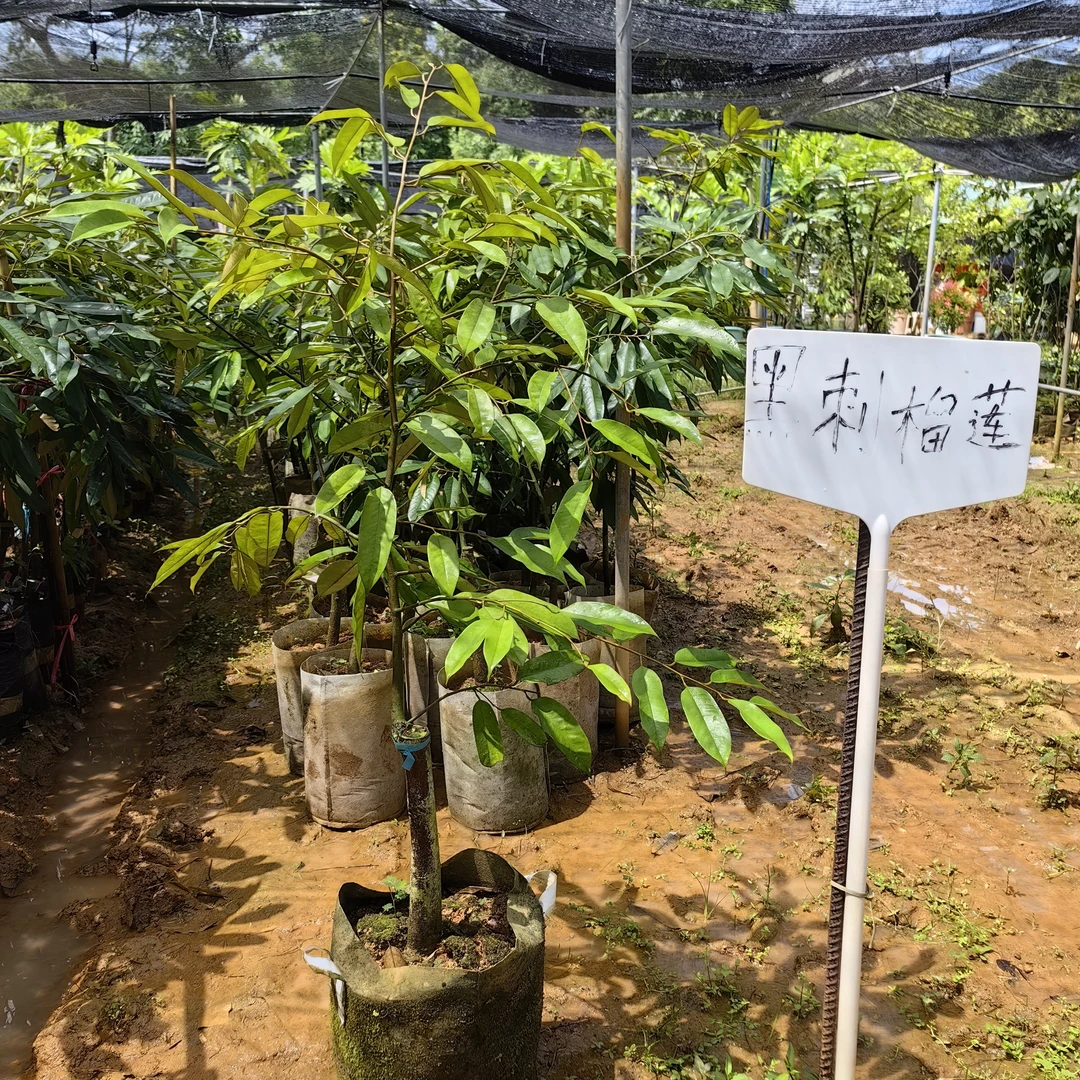进口黑刺榴莲苗3年大苗纯正嫁接榴莲黑刺地栽种植带土带叶发货