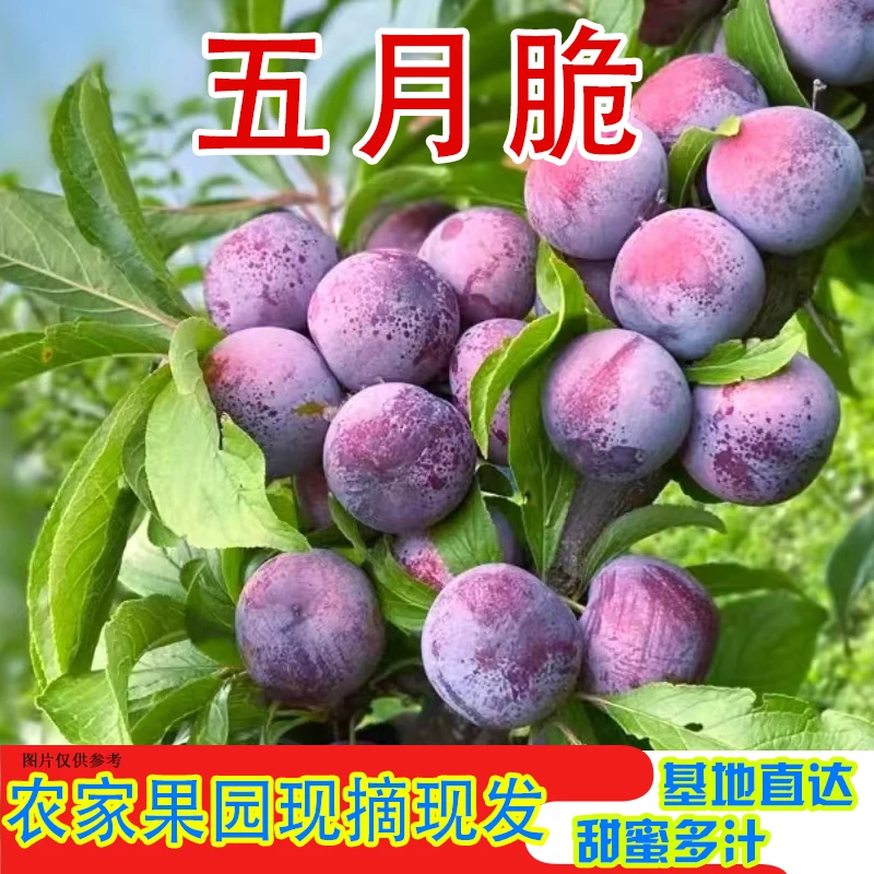 四川甜蜜多汁脱骨李青红五月脆李现摘现发基地直达带箱5斤起拍