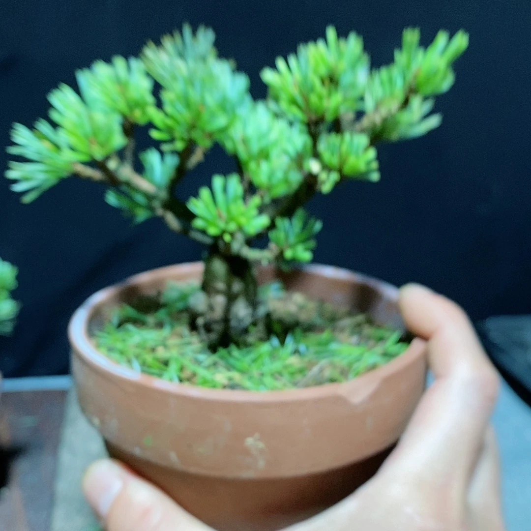【闪购商品】瑞光盆景