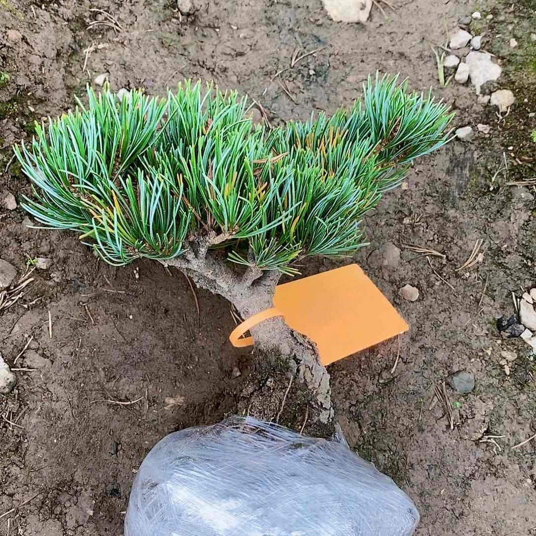 【闪购商品】松盆景用****3