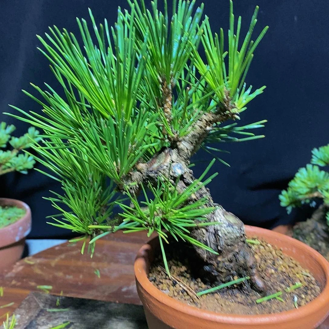 【闪购商品】黑松盆景异**客