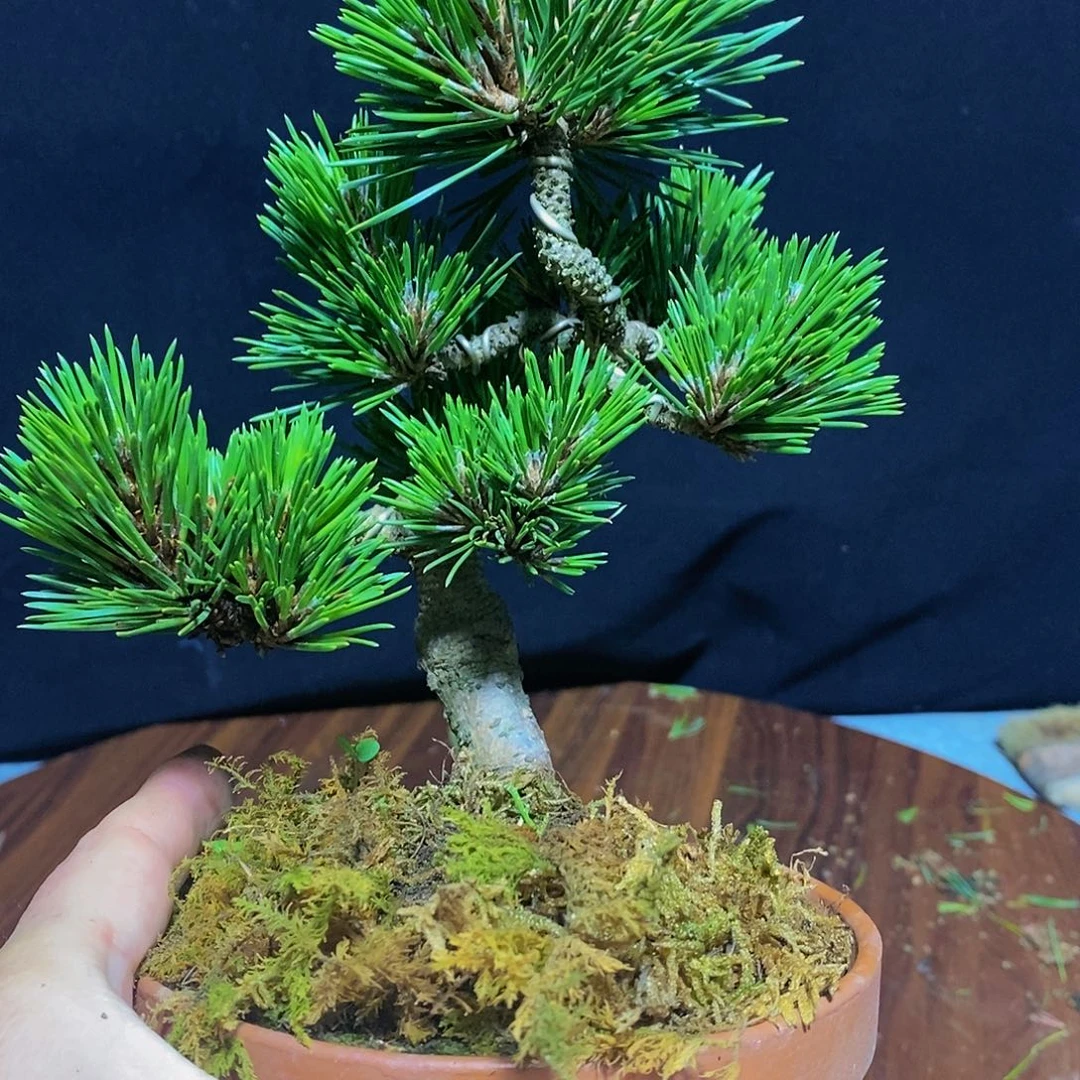 【闪购商品】黑松盆景