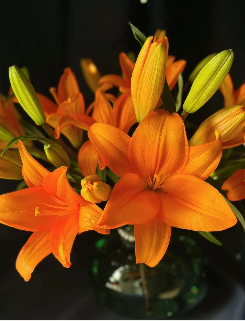 【晨俊花卉】橙色梦想 百合 鲜切花发货