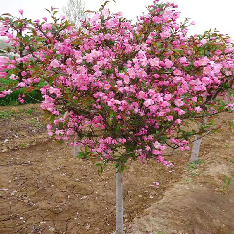 庭院地栽大型高杆海棠树苗盆栽海棠垂丝海棠花耐寒植物花北美海棠