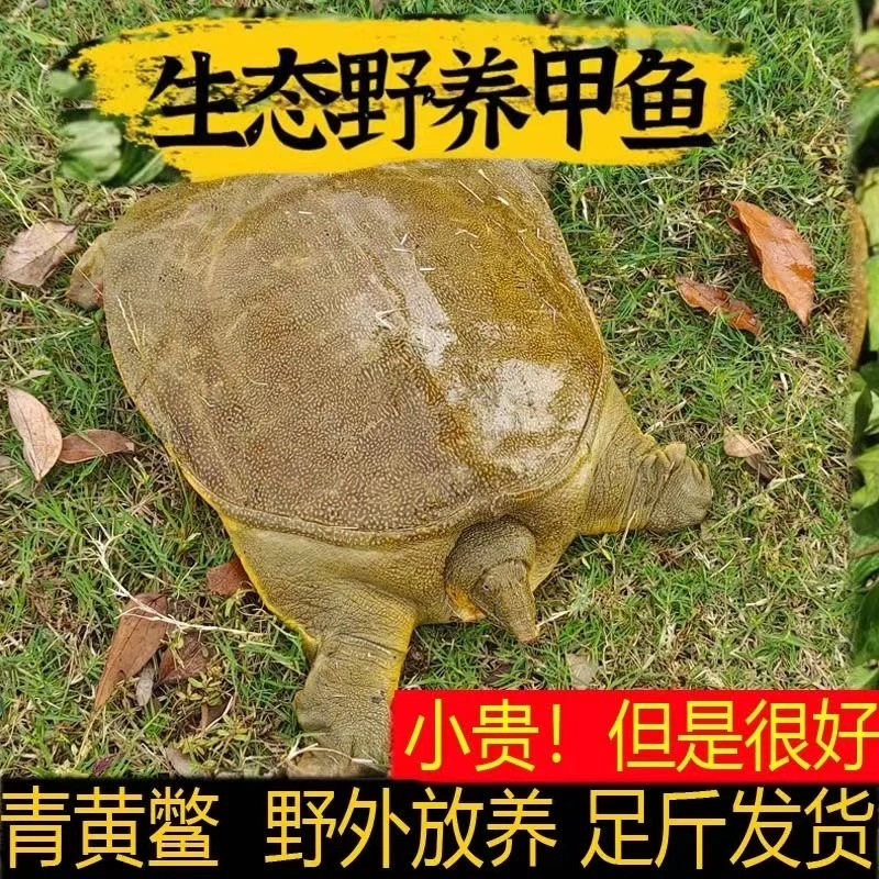 拍一发三(3只装) 正宗外塘生态黄甲鱼