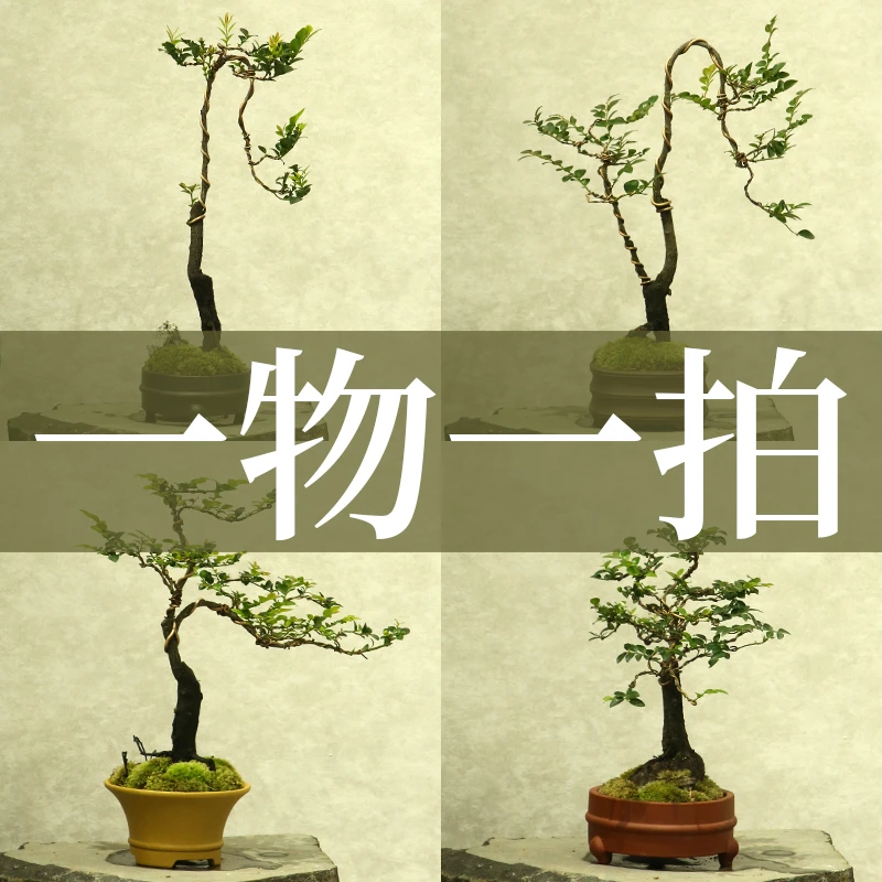 小叶紫檀老桩 黑骨茶造型盆景一物一拍 室内茶室禅意好养易活绿植