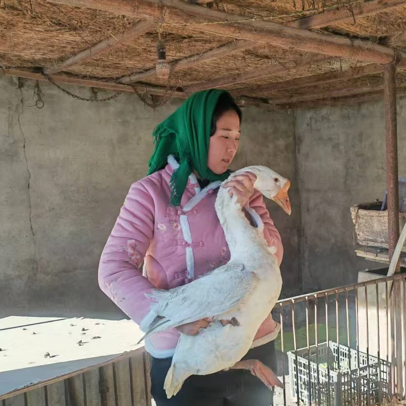 东北农村笨大鹅散养大鹅
