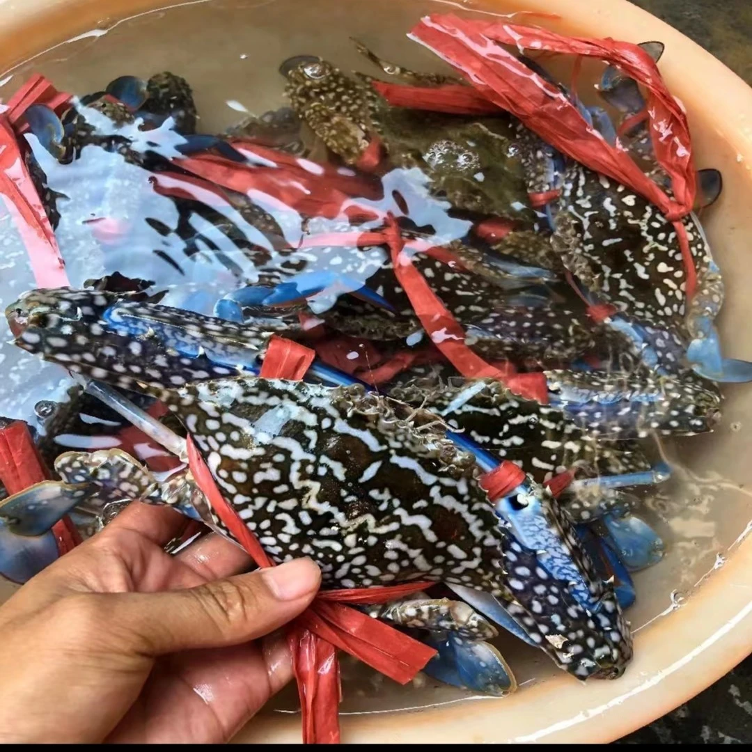 蓝花蟹1斤
