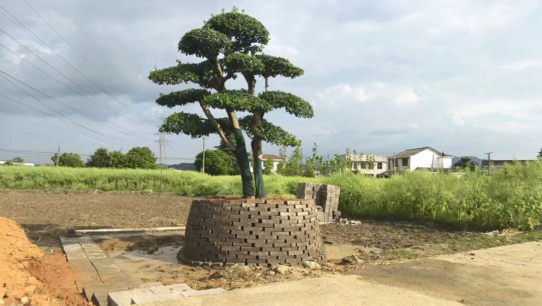 金玉满堂<鸿运果>