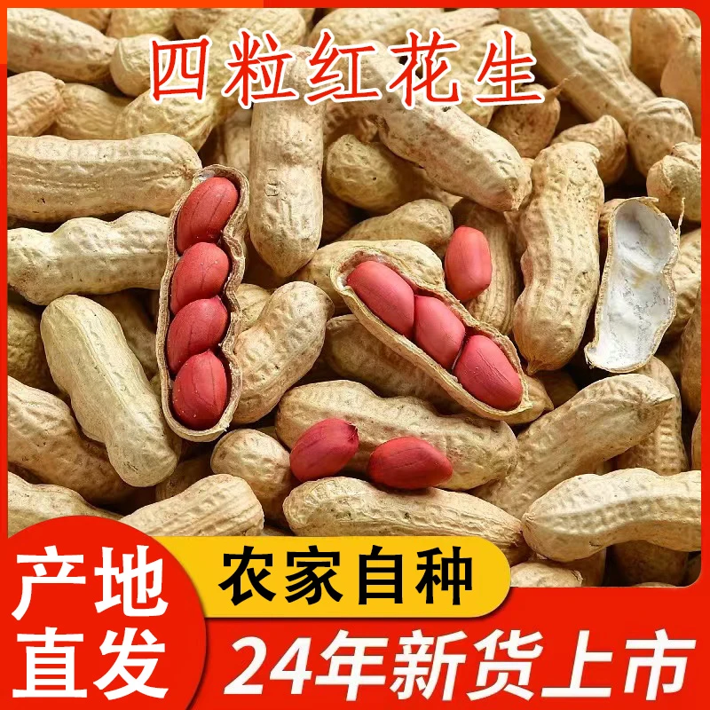【干花生】2024年新货农家自种四粒红花生带壳晒干种子红衣红皮花生