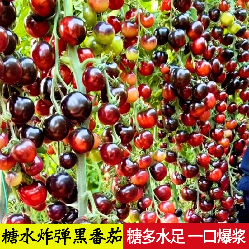 小黑番茄种子樱桃小西红柿种籽秧苗阳台盆栽四季春季蔬菜水果苗