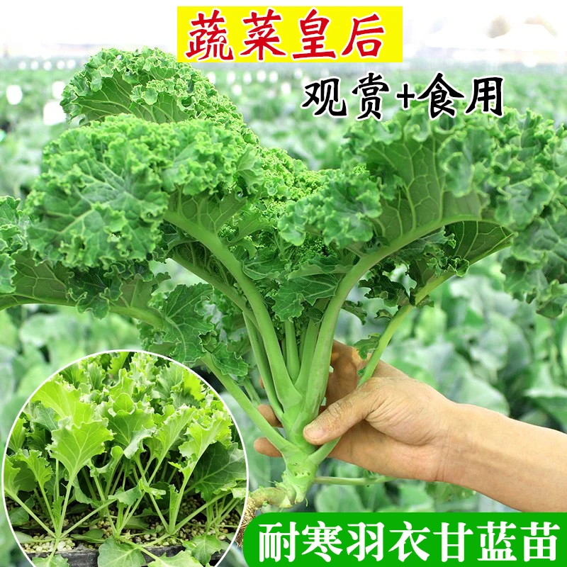 羽衣甘蓝秧苗苗孑食用观赏耐寒秋冬季蔬菜种籽四季盆栽蔬菜种子