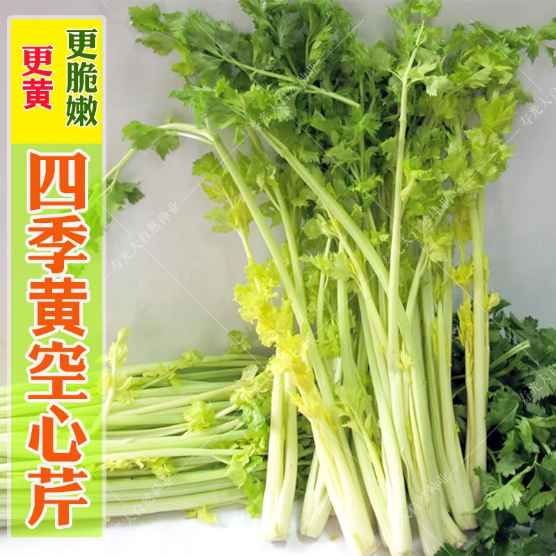 四季黄空心芹种子黄心芹菜种籽小香芹黄嫩西芹青菜籽春秋蔬菜种孑