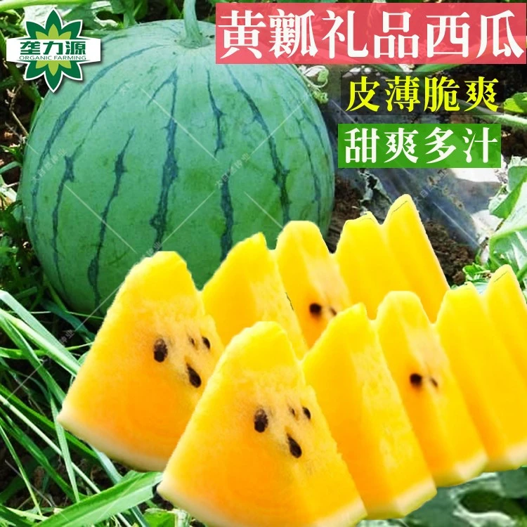 手扒皮西瓜种子黄瓤小兰西瓜种籽高端水果籽花盆盆栽菜园蔬菜种子