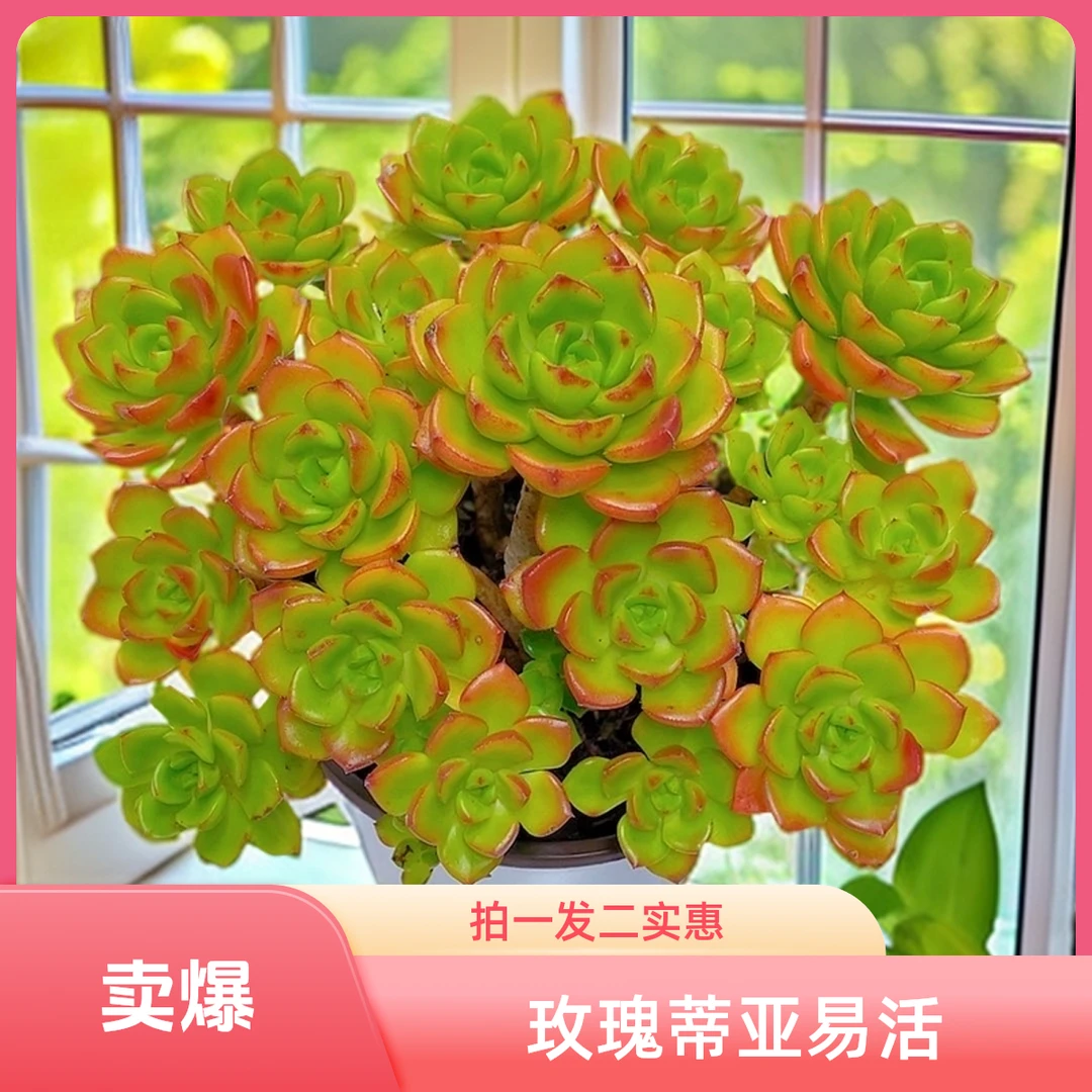 玫瑰蒂亚 拍一发二（脱土发）多肉植物 净化空气