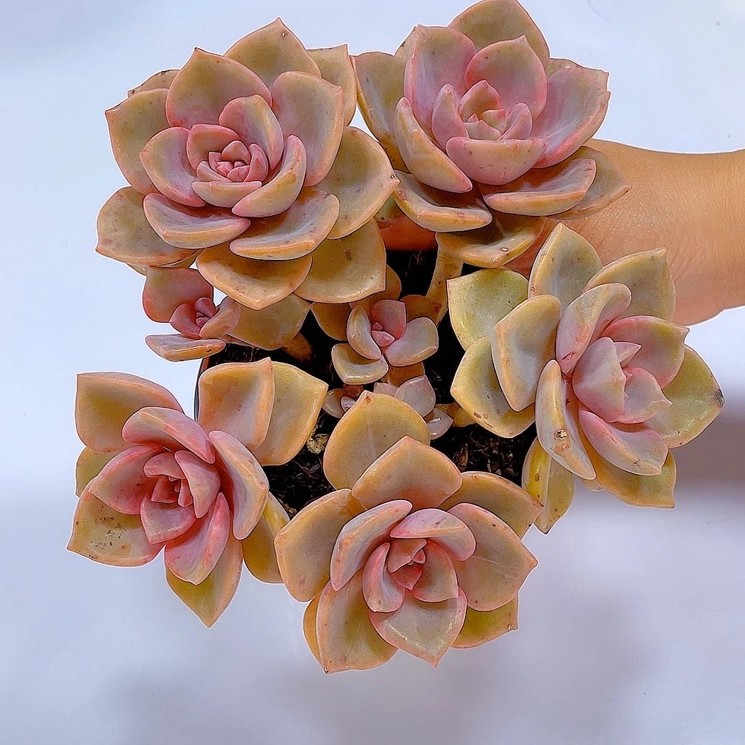 彩虹糖多头整桩、（脱土发 ） 多肉植物  美观