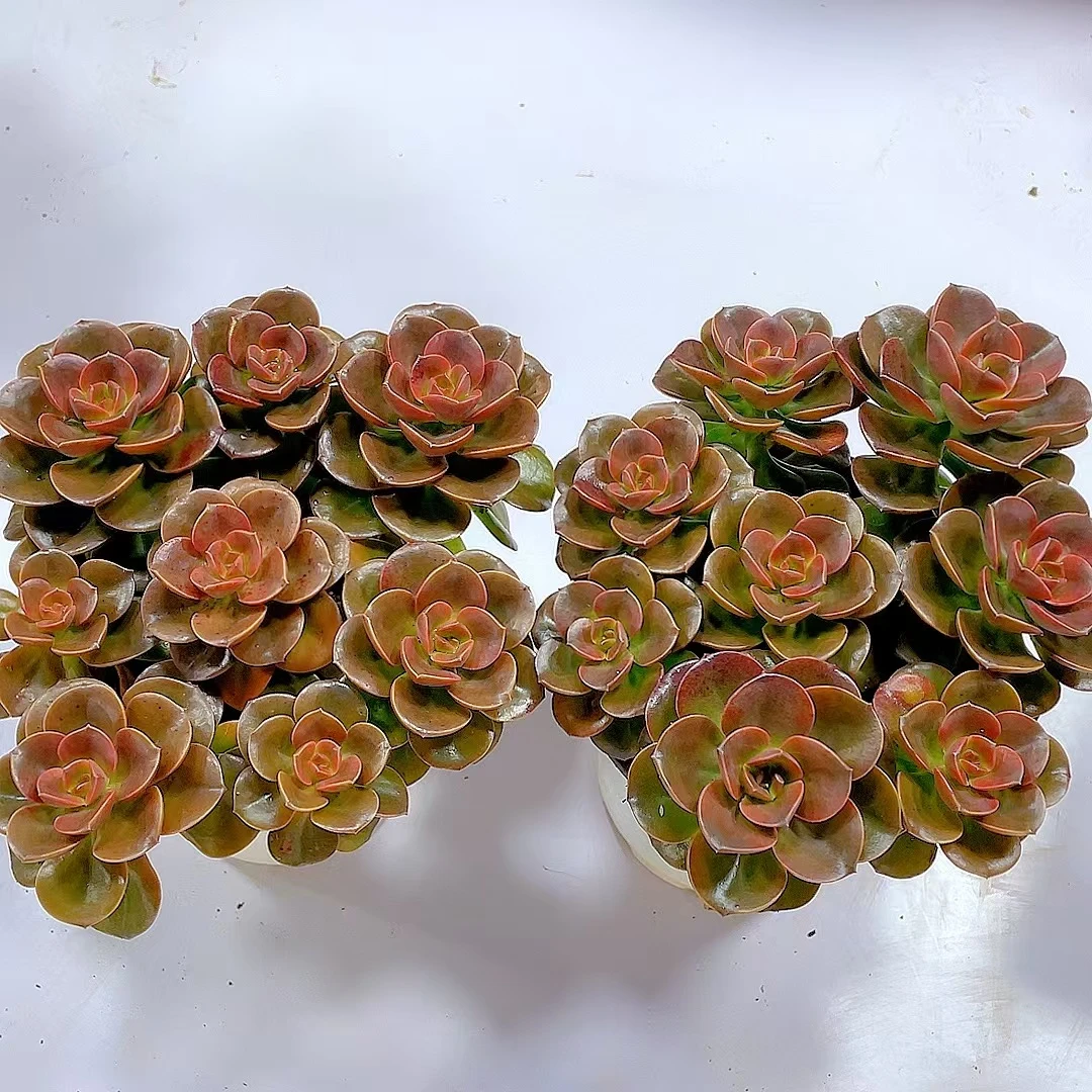汐缘家 玫瑰巧克力【带盆土发货】多肉植物 两单包邮