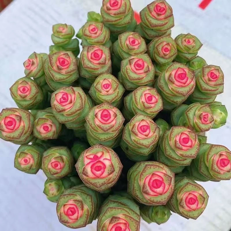 彩虹钱串（带盆带土）多肉植物 美观 净化空气