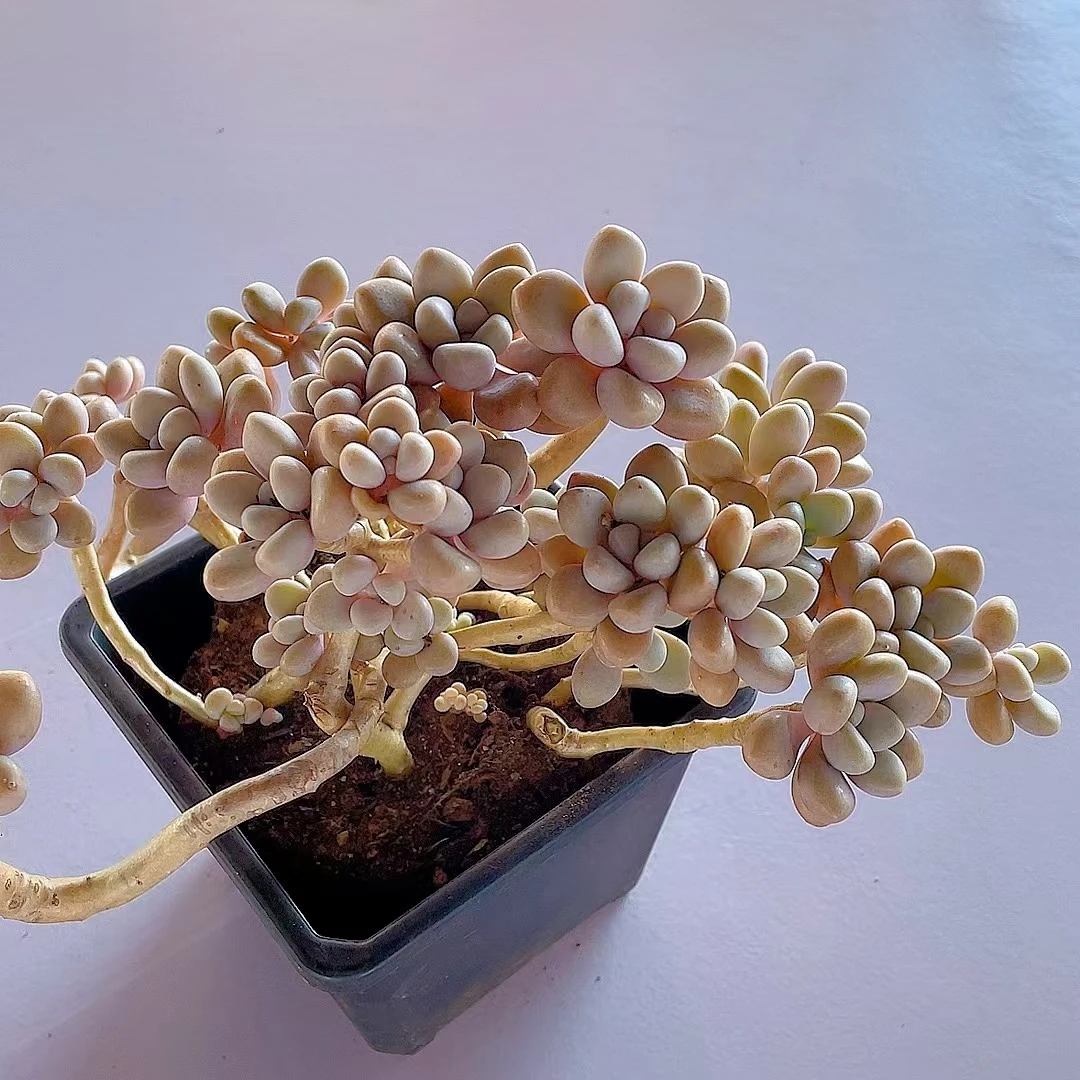 艾伦小老桩140盆【散桩脱半土发】多肉植物 好看 好养