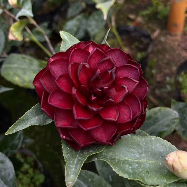 超级墨川茶花实拍黑色系茶花开品惊艳庭院阳台赤丹系茶花好养易活