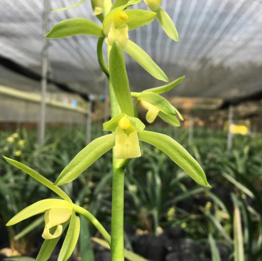 兰花苗墨兰（吴字翠）浓香型素心花