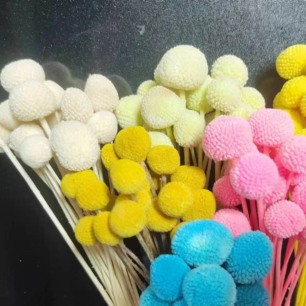 云南昆明天然真花黄金球永生花 干花真花客厅摆设网红花