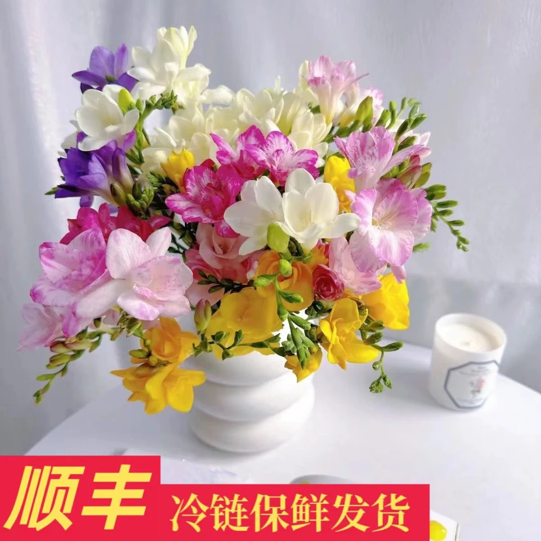 香雪兰【顺丰包邮 鲜花】彩色小苍兰鲜花 唯美清新新鲜采摘