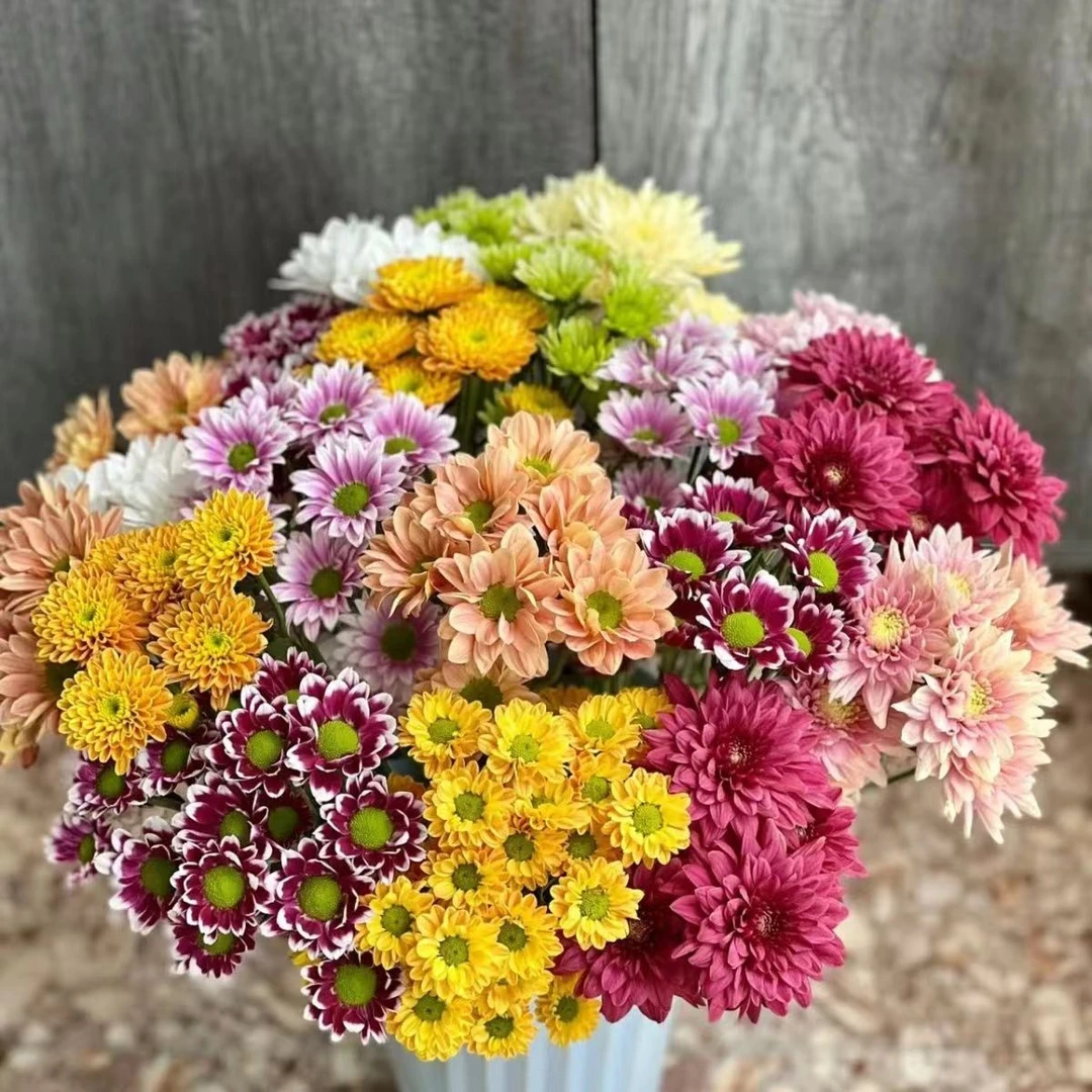 缤纷小雏菊鲜花 超长花期 特别好养 新鲜采摘 混色雏菊 云南鲜花