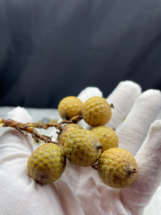 星月菩提定制/卡车专用链接，实物是直播间展示款