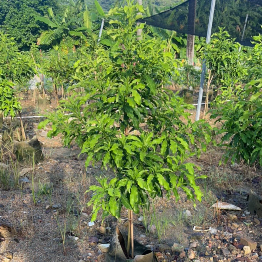 Q弹黄金果88号大苗