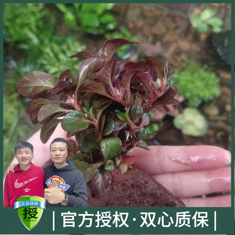 黑蜗牛火山石定植水草红波金钱蒲雨裂翡翠皇冠火山岩绑水草