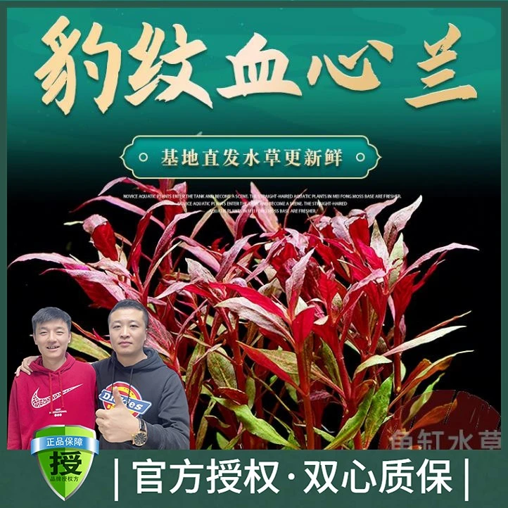 黑蜗牛豹纹血心兰红色草缸造景中后景有茎类淡水迷你豹水草水下叶