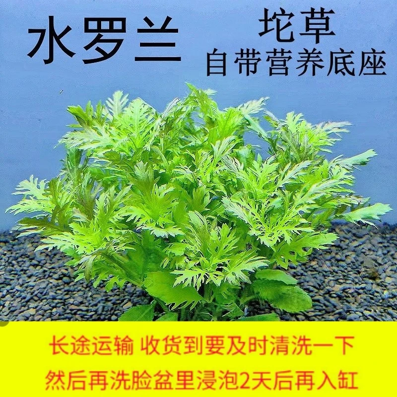 水罗兰专用坨草水草植物绿植阴性后景淡水新手懒人好养活淡水