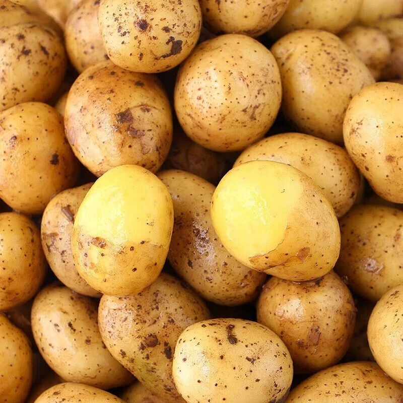 高山当季新鲜现挖黄心黄皮粉糯土豆马铃薯土豆我的爱豆