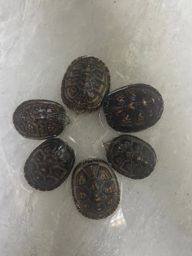 白唇蛋龟 人工繁殖亚成体3—4厘米