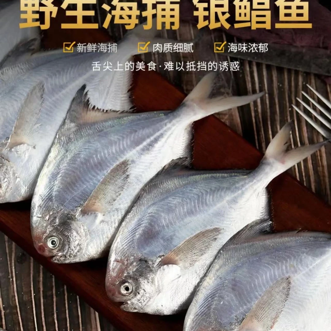 新鲜野生海捕银鲳鱼 肉质鲜嫩速冻锁鲜 5斤 顺丰包邮