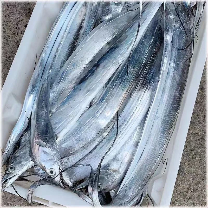 连云港黄海湾新鲜野生海捕小眼油带鱼。肉质鲜嫩。5斤顺丰发货。