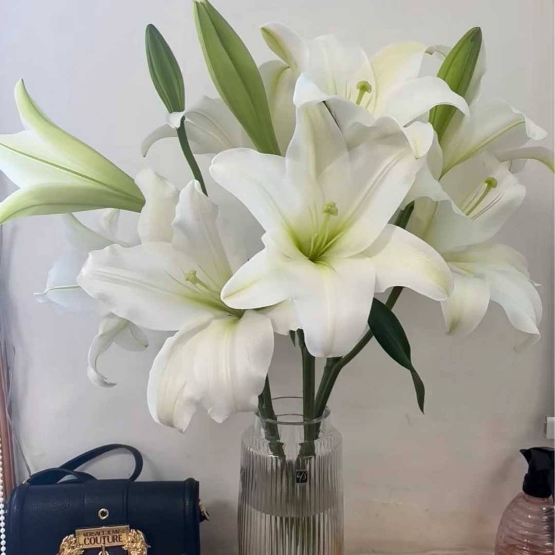 (奢香夫人）白色铁炮百合水生鲜花原产地直发鲜花鲜切花顺丰包邮