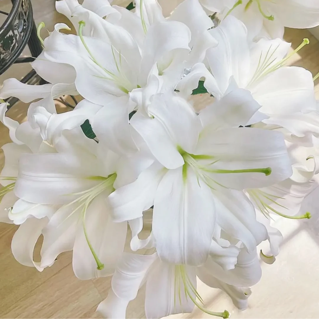 （甲骨文）白百合香型东北基地直发鲜花鲜切花原产地顺丰包邮