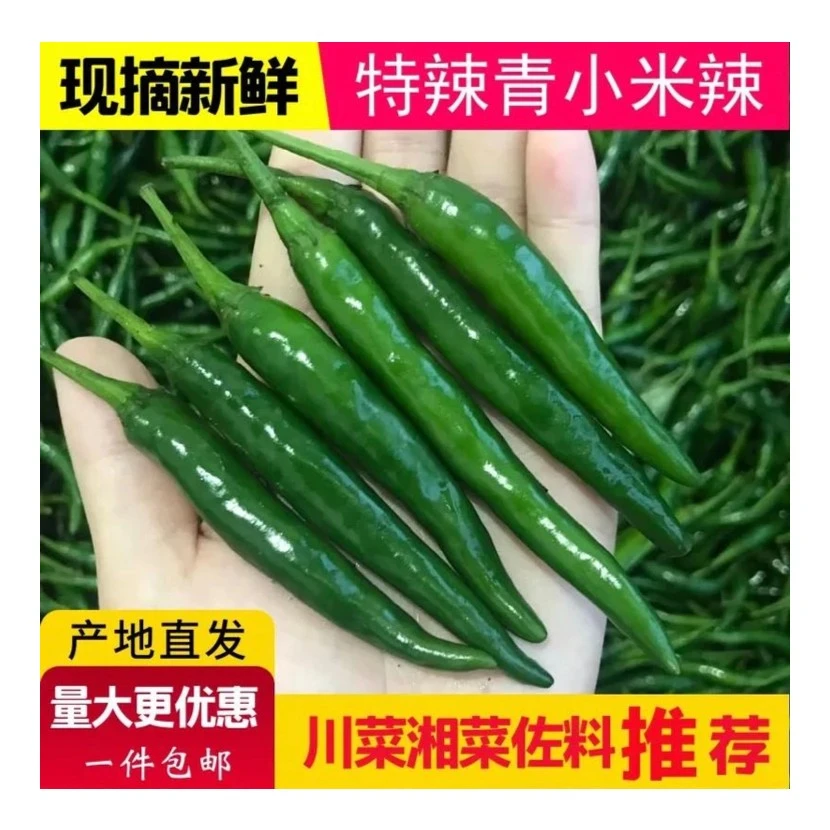青小米辣现摘现发产地直发可腌泡椒 辣椒酱豆瓣酱1.5斤～5斤精选