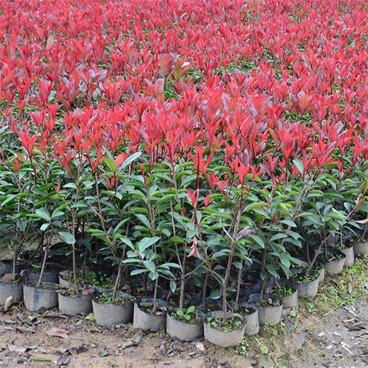 红叶石楠苗篱笆苗四季常青围墙盆栽庭院植物绿化苗木球型