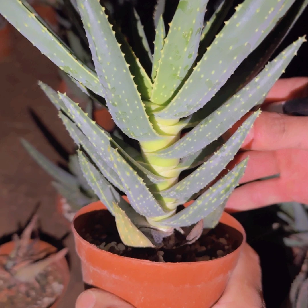 块根植物块根植物