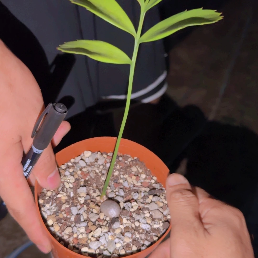 ?****块根植物块根植物